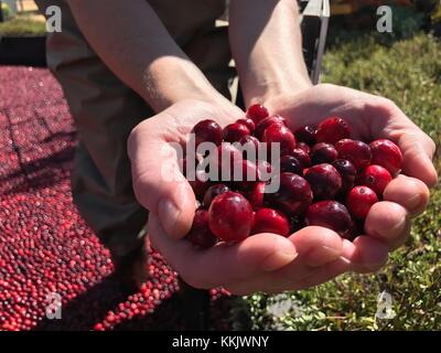 Ein Landwirt demonstriert die Ernte von Preiselbeeren auf dem USDA Farmers Market Cranberry Bog, 29. September 2017 in Washington, DC (Foto: Lance Cheung Via Planetpix) Stockfoto