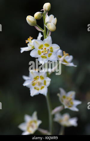 Berg deathcamas Blumen blühen an der Yellowstone National Park Juli 12, 2017 in Wyoming. (Foto von Jacob w. Frank über planetpix) Stockfoto