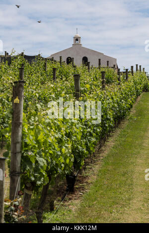 Waiheke Island Auckland Neuseeland Stockfoto