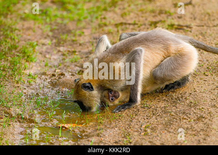 Eine weibliche Hanuman oder Grey Langur, Gattung Semnopithecus trinkt Wasser, während ihr Baby an ihr klammert. Kanha-Nationalpark, Madhya Pradesh, Indien Stockfoto