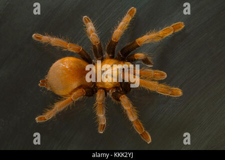 Die Senftarantula Thrigmopoeus insignis lebt in großen röhrenförmigen Höhlen in Westghats. Goa, Indien. Stockfoto