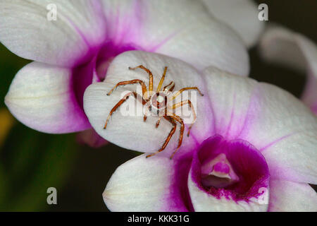 Männliche springen Telamonia dimidiata Spider, fotografiert auf einer Orchideenblüte Stockfoto