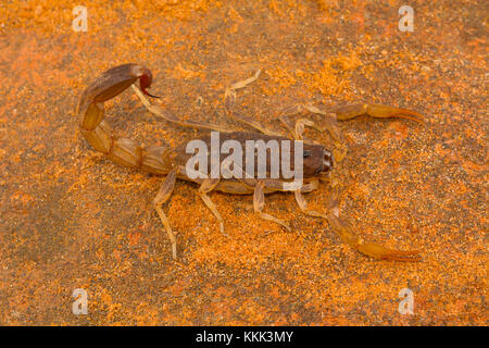 Fat-tailed Scorpion, Gattung Lychas von Pondicherry, Tamil Nadu, Indien. Sie werden auch als Rinde Scorpions bekannt Stockfoto