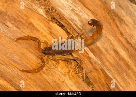 Fat-tailed Scorpion, Gattung Lychas von Pondicherry, Tamil Nadu, Indien. Sie werden auch als Rinde Scorpions bekannt Stockfoto