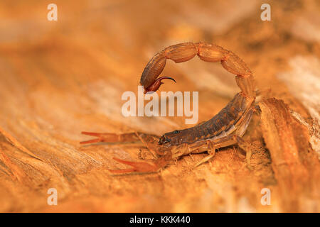 Fat-tailed scorpion Sting, Gattung Lychas von Pondicherry, Tamil Nadu, Indien. Sie werden auch als Rinde Scorpions bekannt Stockfoto