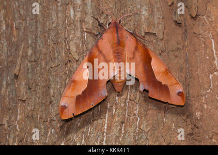 Eine große Hawk moth in den Wäldern von kanger Ghati Nationalpark, Distrikt Bastar, Chhattisgarh gefunden Stockfoto