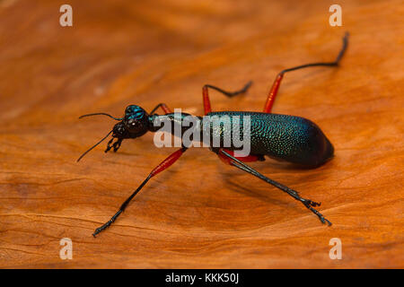 Ein großer Tiger Beetle von kanger Ghati Nationalpark, Distrikt Bastar, Chhattisgarh Stockfoto