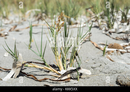 Nahaufnahme der Stacheligen drop-seed, sporobolus Pungens. Es ist eine Pflanzenart in der Familie der, charakteristisch für die sandigen Böden. Foto in Santa Pola, Stockfoto