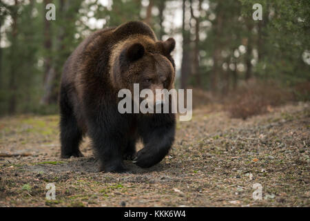 Eurasischer Braunbär / Europäischer braunbaer ( Ursus arctos ) Spaziergang durch einen offenen Wald, beeindruckende Begegnung, scheint entspannt zu sein, Europa. Stockfoto