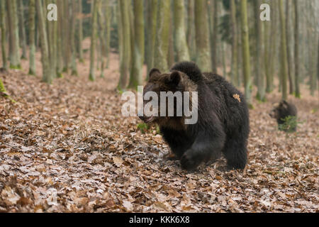 Europäische Braunbären / Europäische Braunbären ( Ursus arctos ), junge Erwachsene, die durch herbstliche Wälder wandern, Europa. Stockfoto