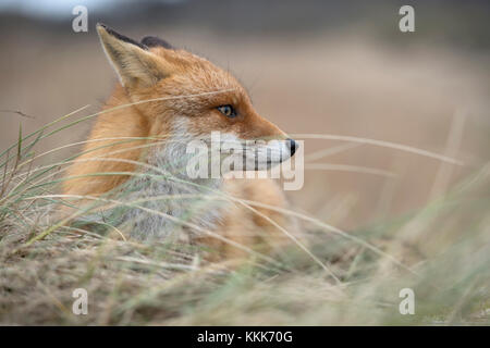 Red Fox/Rotfuchs (Vulpes vulpes) Erwachsenen, Lügen, ruhenden über Tag im hohen Gras, Uhren beiseite aufmerksam, Nahaufnahme, Natur, Europa. Stockfoto