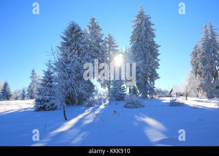 Winterlandschaft, Sonnenstrahlen durch Kiefern bedeckt mit Schnee Stockfoto