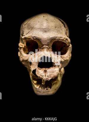Miguelon, Spitzname für die vollständigsten Schädel eines Homo heidelbergensis überhaupt gefunden. Bei Atapuerta Sima de los Huesos, Burgos, Spanien gefunden Stockfoto