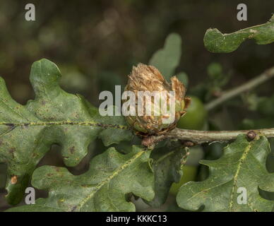 Artischocke Galle, auf Eiche, verursacht durch Artischocke Galle Wasp, Andricus foecundatrix. Stockfoto