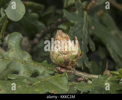 Artischocke Galle, auf Eiche, verursacht durch Artischocke Galle Wasp, Andricus foecundatrix. Stockfoto