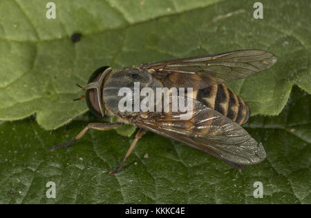 Dunkle Riese Pferdebremse Tabanus sudeticus,, auf Blatt abgerechnet. Stockfoto