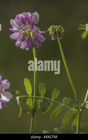 Krone vetch, Securigera Varia, in Blüte. In Deutschland eingebürgert. Stockfoto