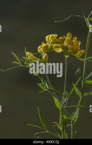 Meadow vetchling, Lathyrus pratensis in Blume in Dorset Wiese. Stockfoto
