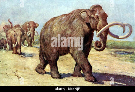 Das kolumbianische Mammut (Mammuthus columbi) ist eine ausgestorbene Art, die einst während des Pleistozäns Nordamerika durchstreifte. Dieses Fossil ist nach wie vor für seine Größe und seine Rolle beim Verständnis des prähistorischen Lebens und der Megafauna von Bedeutung. Es wird untersucht, um Einblicke in die eiszeitliche Umgebung und das Aussterben der Arten zu erhalten. Stockfoto