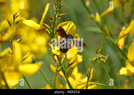 Carpenter bee lateinischer Name xylocopa violacea auf gelbem Ginster oder ginsestra Blume lateinischer Name cytisus Scoparius oder spachianus im Frühjahr in Italien Stockfoto