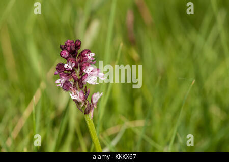 Gebrannt - Tipp Orchidee, Orchis ustulata, Blume, Gombren Stockfoto