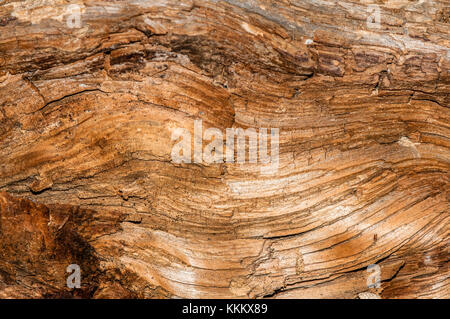 Baumstamm Nahaufnahme Stockfoto