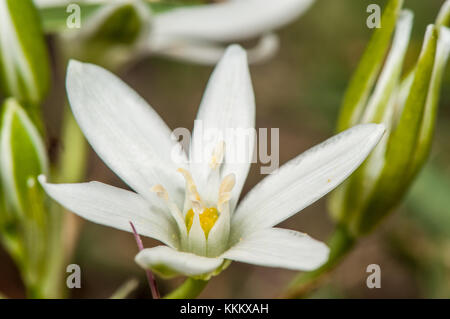 Gras Lily, Ornithogalum umbellatum, Gombren, Ripolles, Katalonien Stockfoto