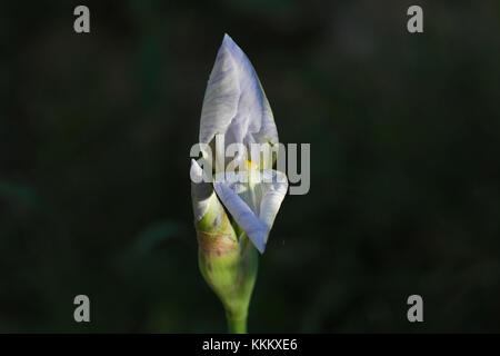 Weiße Flagge Iris oder bärtigen Iris Blume sehr nahe lateinischer Name pogoniris von iridaceae Familie in Italien im Frühjahr Stockfoto