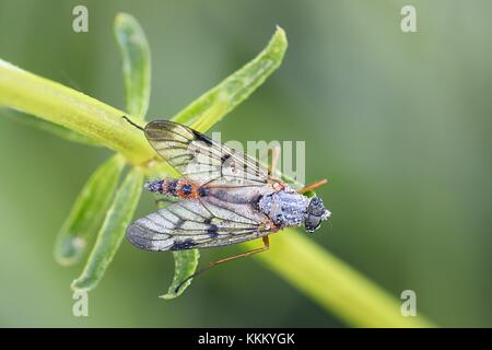 - Auf der Suche nach unten fliegen, rhagio scolopaceus Snipe Stockfoto