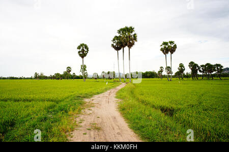 Reisfeld mit Palmen an regnerischen Tag im Mekong Delta, Vietnam. 2,6 Mio. ha im Mekong Delta werden für die Landwirtschaft genutzt. Stockfoto