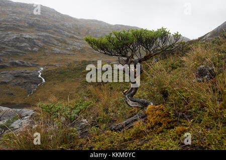 Eine wilde Bonsai Baum auf einer fernen Insel in der südlichen chilenischen Fjorde Stockfoto