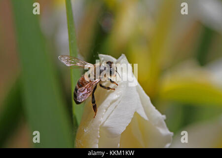 Lateinischer Name Honigbiene Apis mellifera Fütterung auf eine Flagge Iris oder bärtigen Iris Blume in Italien im Frühjahr Stockfoto