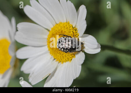 Käfer Käfer oder Beetle oder Juni bug lateinischer Name oxythyrea funesta auf daisy flower Bellis perennis im Frühjahr auch als mediterrane beschmutzt Käfer Stockfoto