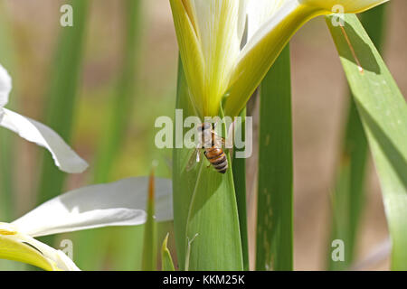 Lateinischer Name Honigbiene Apis mellifera Fütterung auf eine Flagge Iris oder bärtigen Iris leaf in Italien im Frühjahr Stockfoto