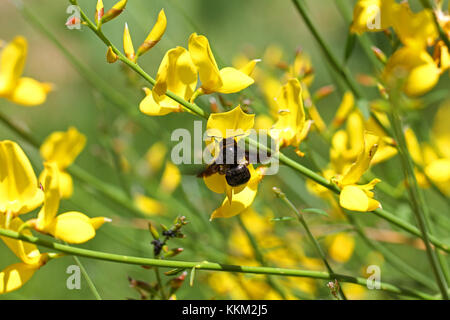 Carpenter bee lateinischer Name xylocopa violacea auf gelbem Ginster oder ginsestra Blume lateinischer Name cytisus Scoparius oder spachianus im Frühjahr in Italien Stockfoto