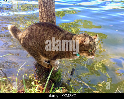 Einen grauen Tabby Highland Lynx Katze, stehend auf einem Baumstumpf Beobachten der Fische in einem See während er etwas Wasser zu trinken. Stockfoto