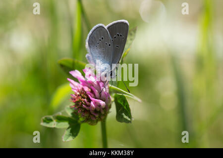 Gemeinsame blauer Schmetterling Fütterung auf Rotklee Stockfoto