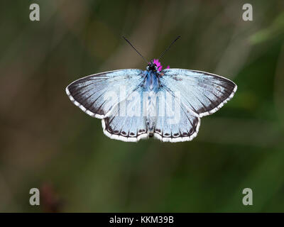 Gemeinsamen blauer Schmetterling (Polyommatus Icarus) Stockfoto