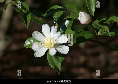 Camellia Sasanqua 'Narumigata' Stockfoto