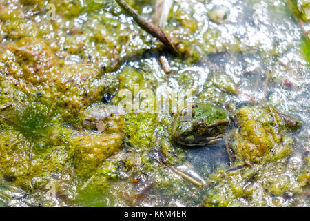 Perez-Frosch, auch bekannt als iberischer Wasserfrosch, iberischer Grünfrosch oder Coruna-Frosch (Pelophylax perezi) Stockfoto