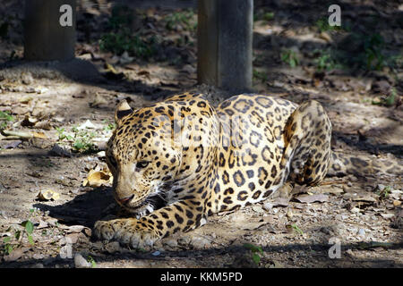 Der Jaguar (panthera onca) Stockfoto