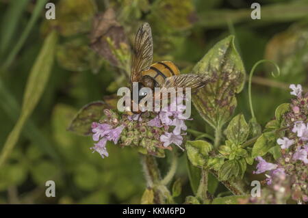 Weniger Hornet Hoverfly, Volucella inanis nectaring auf Majoran. Stockfoto