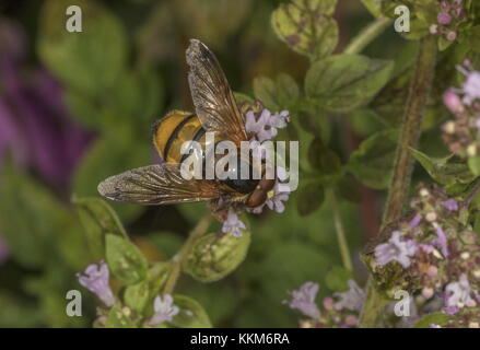 Weniger Hornet Hoverfly, Volucella inanis nectaring auf Majoran. Stockfoto