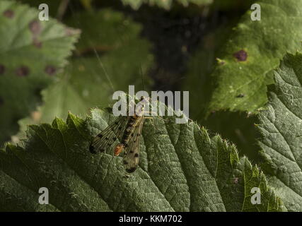 Männliche Scorpion Fliegen, Panorpa germanica Gasentsorgungssystem an Blättern, Dorset. Stockfoto