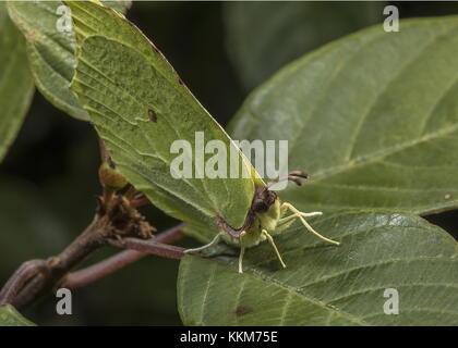 Männlichen Zitronenfalter, Gonepteryx rhamni, auf Sanddorn Blatt thront. Stockfoto