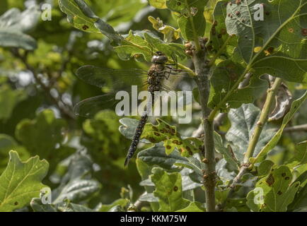 Weibliche Migrantinnen Hawker, Aeshna mixta, Eiche, Dorset nieder. Stockfoto