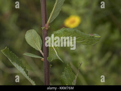 Caterpillar von eyed Hawk-moth, Smerinthus ocellata auf Willow verlässt. Dorset. Stockfoto