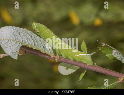 Caterpillar von eyed Hawk-moth, Smerinthus ocellata auf Willow verlässt. Dorset. Stockfoto