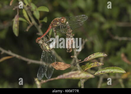 Passende paar Gemeinsame Schlangenhalsvögel, Sympetrum striolatum, blackthorn. Stockfoto