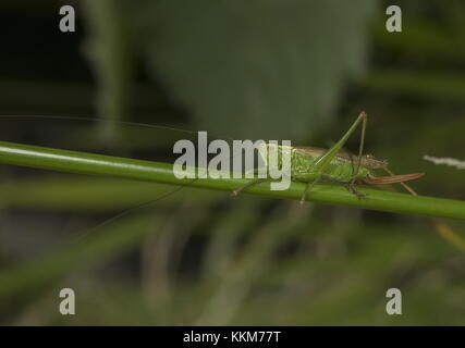 Frau lange - geflügelte Pfeilspitze, Conocephalus verfärben, auf einen Ansturm. Stockfoto